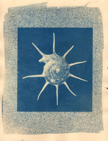 Nautilus #2, 2026 | Original Cyanotype Print | Ready to Ship
