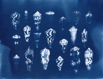 Sea Shells #1 | Original Cyanotypes | Ready to Ship
