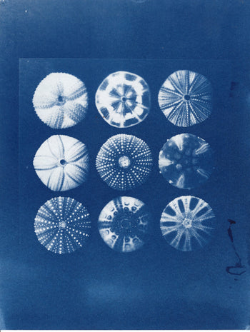 Uni, 2026 | Original Cyanotype Print | Ready to Ship | 6x8"