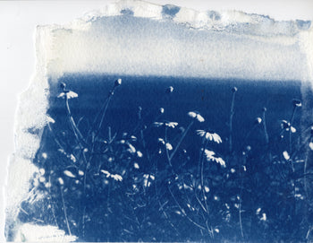 La Jolla Cove, 2026 | Original Cyanotype Print | Ready to Ship
