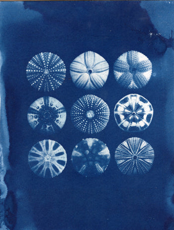 Uni, 2026 | Original Cyanotype Print | Ready to Ship | 6x8"