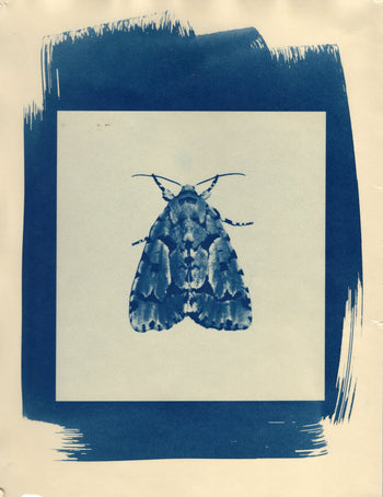 Moth, 2025 | Original Cyanotype Print | Ready to Ship
