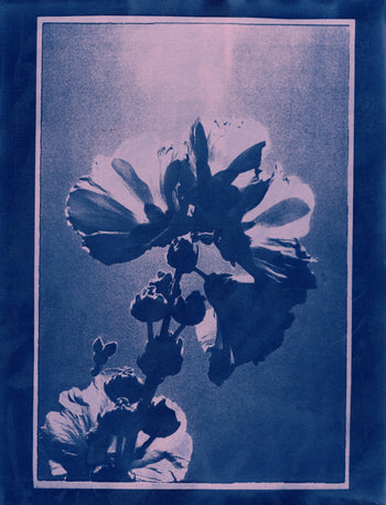 Hollyhock, 2025, Variations| Cyanotype Print | 8.5x11"