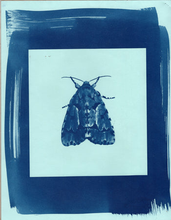 Moth, 2025 | Original Cyanotype Print | Ready to Ship