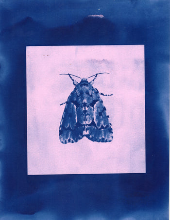 Moth, 2025 | Original Cyanotype Print | Ready to Ship