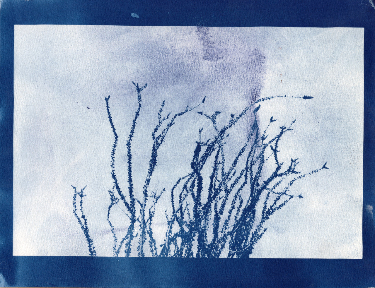 Ocotillo, 2025 #2 | Original Cyanotype Print | Ready to Ship