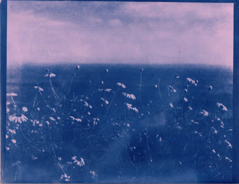 La Jolla Cove, 2026 | Original Cyanotype Print | Ready to Ship