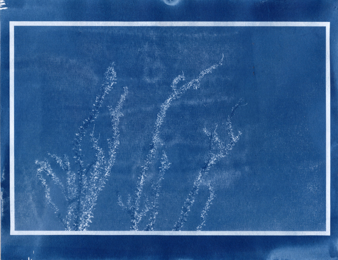 Ocotillo, 2025 | Original Cyanotype Print | Ready to Ship