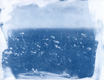 La Jolla Cove, 2026 | Original Cyanotype Print | Ready to Ship