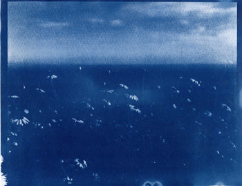 La Jolla Cove, 2026 | Original Cyanotype Print | Ready to Ship