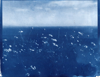 La Jolla Cove, 2026 | Original Cyanotype Print | Ready to Ship