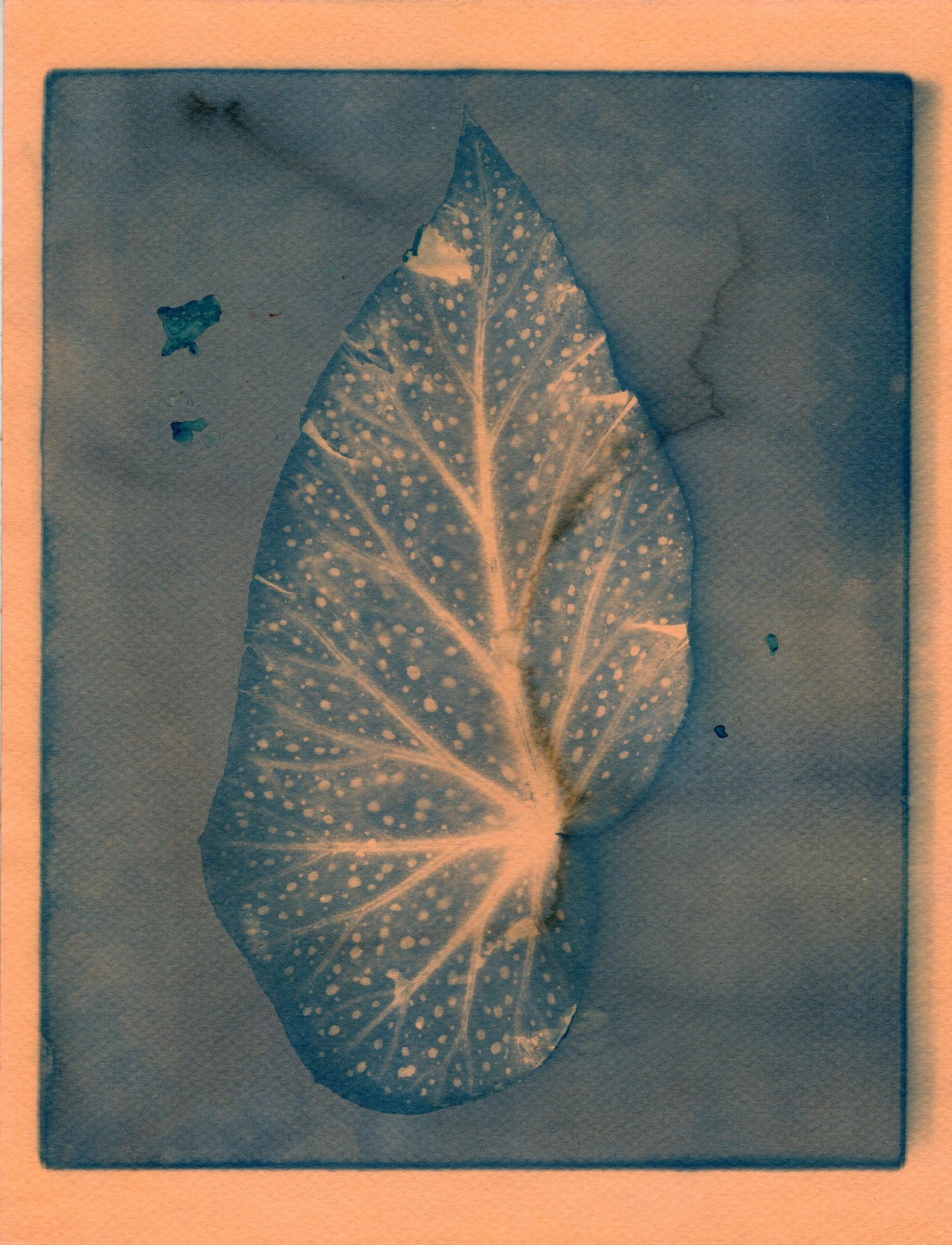 Angel Wing Begonia, 2025 | Original Cyanotype Print | Ready to Ship | 1 of 1