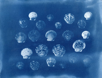 Scallop Shells, 2026 | Original Cyanotypes | Ready to Ship