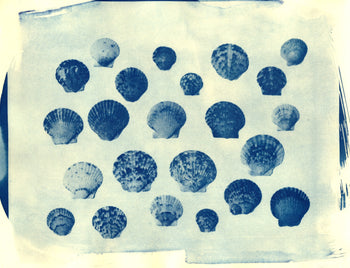 Scallop Shells, 2026 | Original Cyanotypes | Ready to Ship