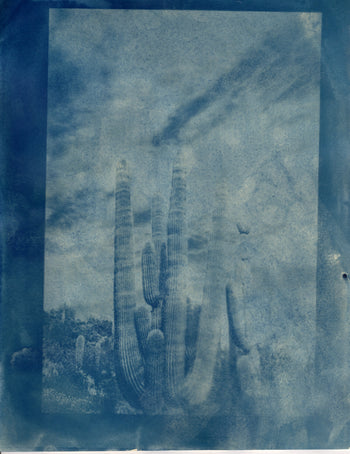 Saguaro #2 | Original Cyanotype Print | Ready to Ship