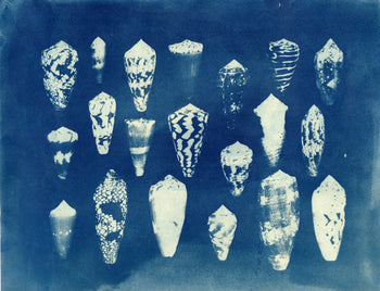 Sea Shells #1 | Original Cyanotypes | Ready to Ship