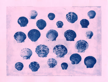 Scallop Shells, 2026 | Original Cyanotypes | Ready to Ship