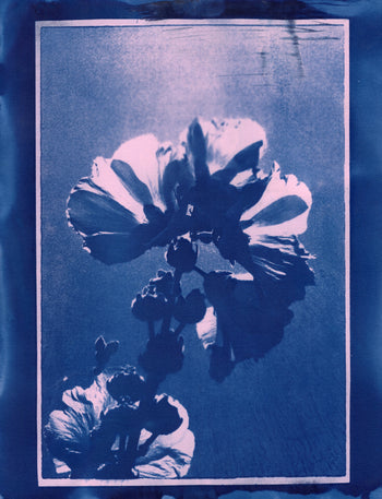 Hollyhock, 2025, Variations| Cyanotype Print | 8.5x11"