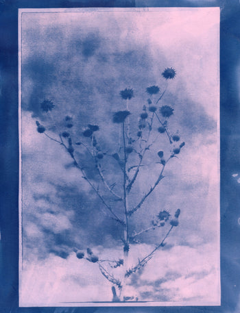 Milk Thistle, 2026| Original Cyanotype | Ready to Ship