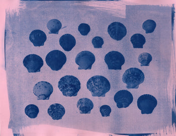 Scallop Shells, 2026 | Original Cyanotypes | Ready to Ship