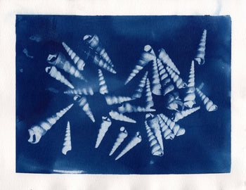 Cone Snail Shells, 2026 | Original Cyanotypes | Ready to Ship