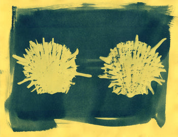 Spiny Scallop, 2026 | Original Cyanotypes | Ready to Ship