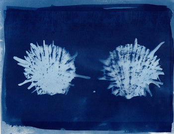Spiny Scallop, 2026 | Original Cyanotypes | Ready to Ship