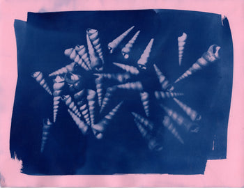 Cone Snail Shells, 2026 | Original Cyanotypes | Ready to Ship