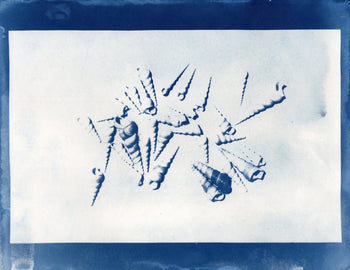 Cone Snail Shells, 2026 | Original Cyanotypes | Ready to Ship
