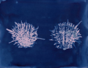 Spiny Scallop, 2026 | Original Cyanotypes | Ready to Ship