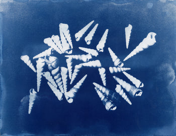 Cone Snail Shells, 2026 | Original Cyanotypes | Ready to Ship