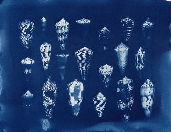 Sea Shells #1 | Original Cyanotypes | Ready to Ship
