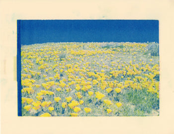Poppy Fields, 2024. #2 | Risograph Print