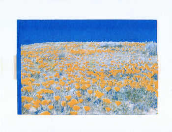 Poppy Fields, 2024. #2 | Risograph Print