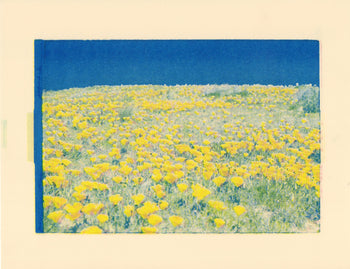 Poppy Fields, 2024. #2 | Risograph Print