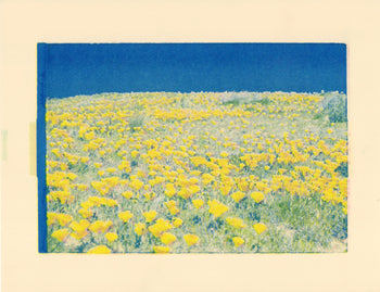 Poppy Fields, 2024. #2 | Risograph Print