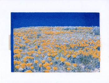 Poppy Fields, 2024. #2 | Risograph Print