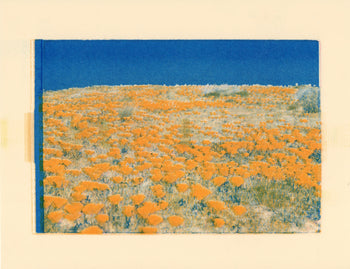 Poppy Fields, 2024. #2 | Risograph Print