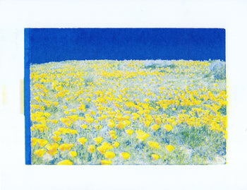 Poppy Fields, 2024. #2 | Risograph Print