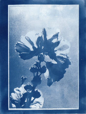 Hollyhock, 2025, Variations| Cyanotype Print | 8.5x11"