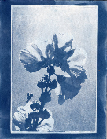 Hollyhock, 2025, Variations| Cyanotype Print | 8.5x11"