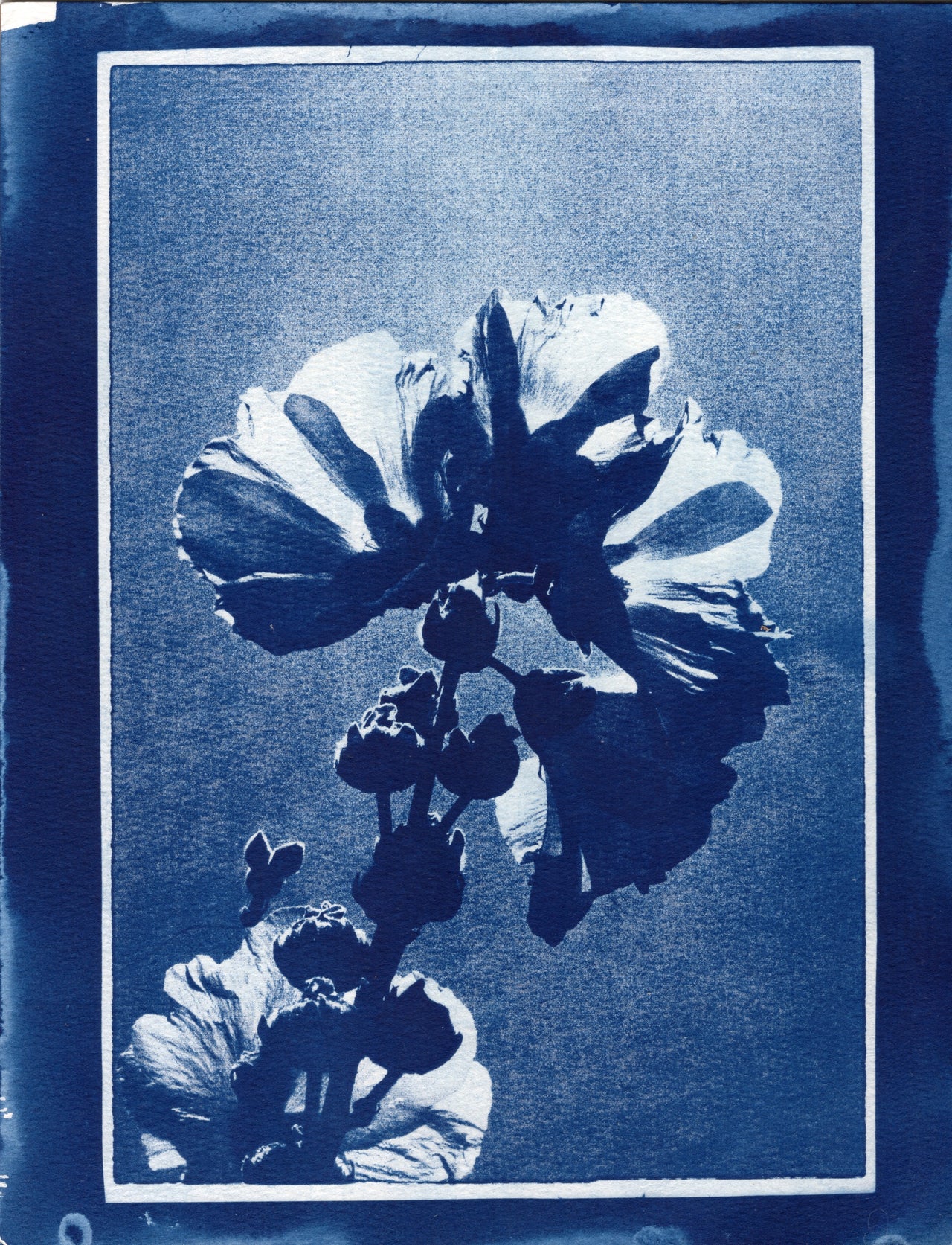 Hollyhock, 2025, Variations| Cyanotype Print | 8.5x11"