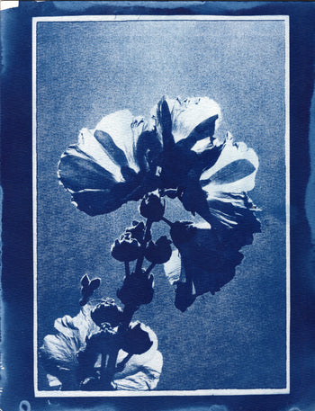 Hollyhock, 2025, Variations| Cyanotype Print | 8.5x11"