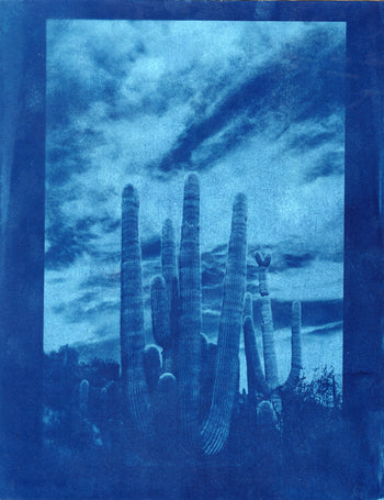Saguaro #2 | Original Cyanotype Print | Ready to Ship