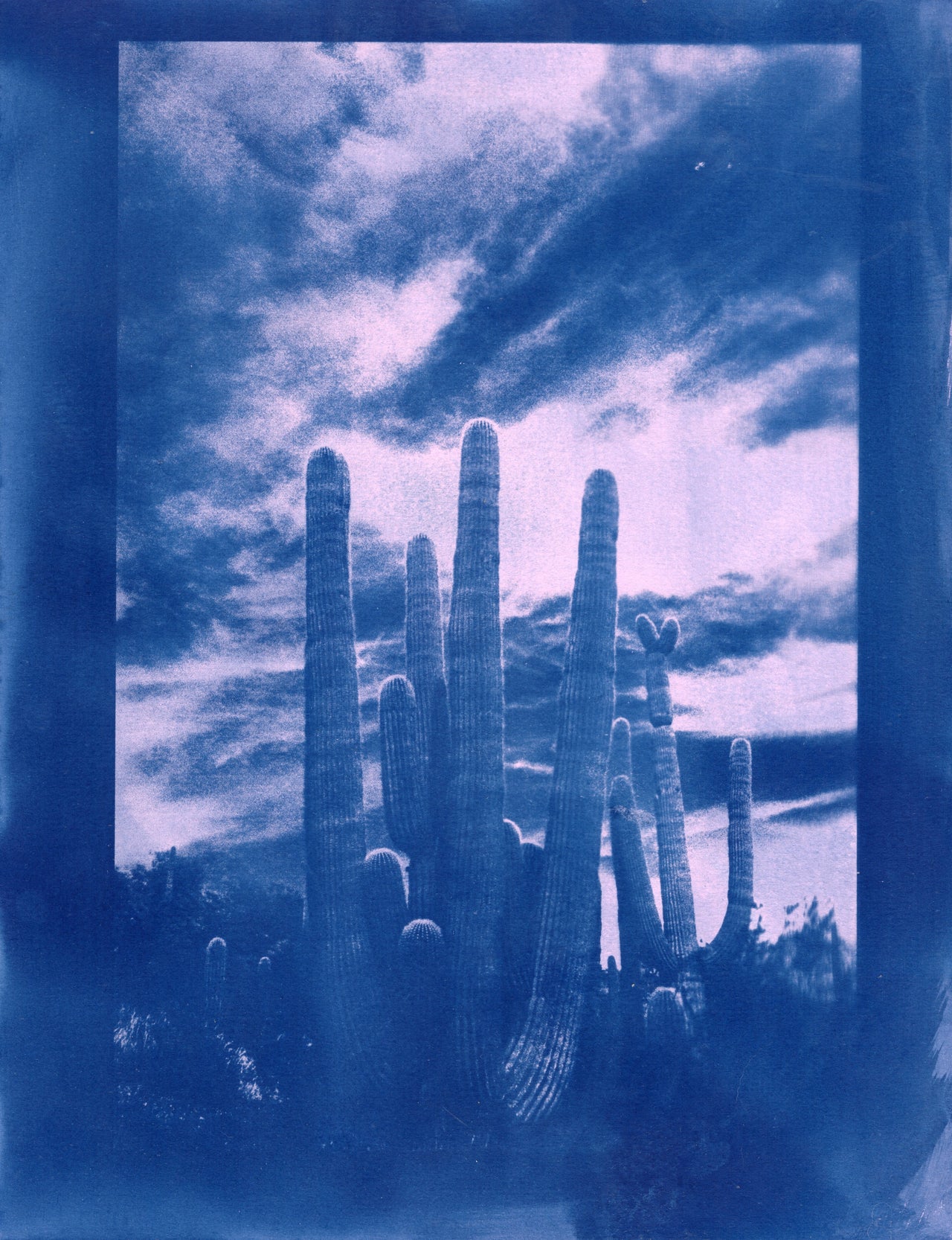 Saguaro #2 | Original Cyanotype Print | Ready to Ship