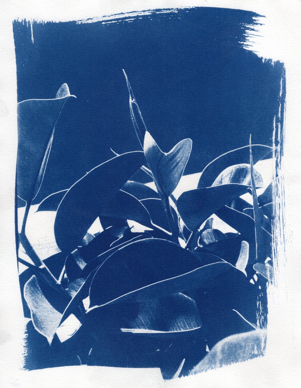 Rubber Tree, 2026 | Cyanotype Print | 8.5x11"