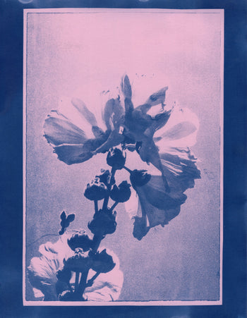 Hollyhock, 2025, Variations| Cyanotype Print | 8.5x11"