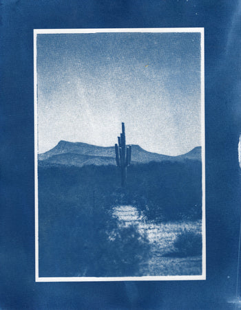 Saguaro #3, 2026, Variations | Cyanotype Prints | 8.5x11"