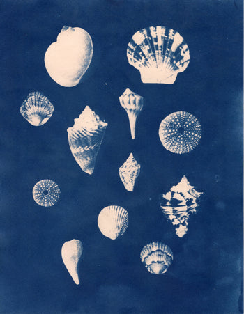 Sea Shells #3, 2026, Variations | Cyanotype Prints | 8.5x11"