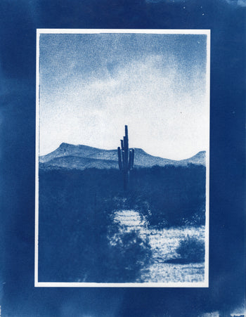 Saguaro #3, 2026, Variations | Cyanotype Prints | 8.5x11"